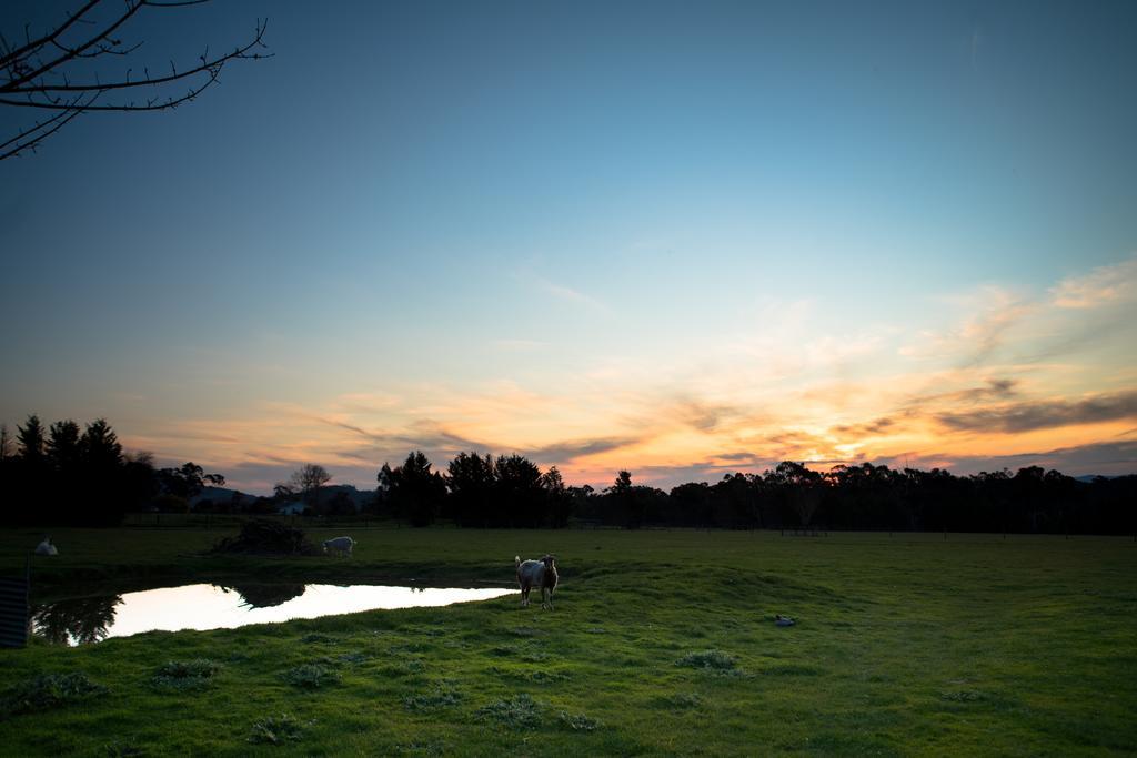 Sanctuary Park Cottages Healesville Exteriér fotografie